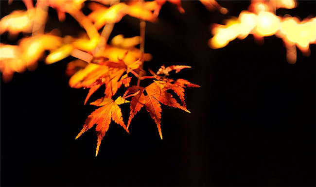 紅葉似火意似情，楓葉夜色攝影欣賞