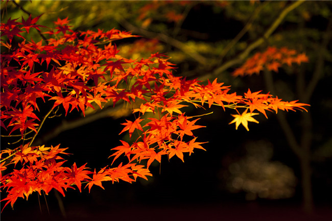 紅葉似火意似情，楓葉夜色攝影欣賞