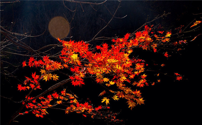 紅葉似火意似情，楓葉夜色攝影欣賞