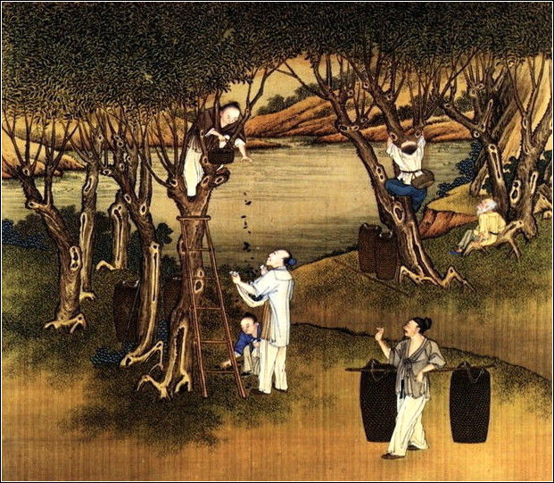中國(guó)24節(jié)氣古畫圖，超美國(guó)畫插畫欣賞