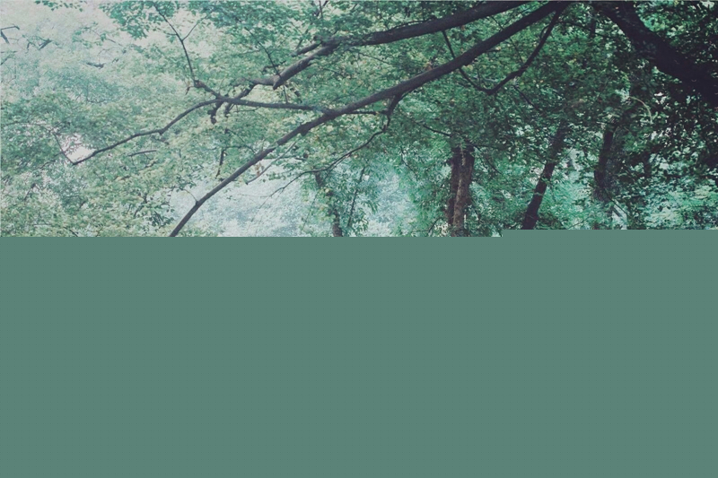 夏日樹(shù)蔭風(fēng)景攝影