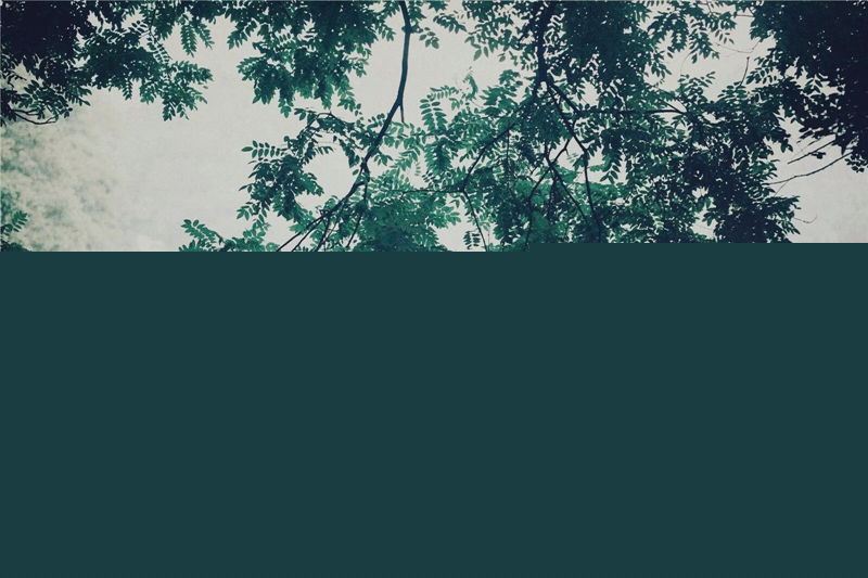 夏日樹(shù)蔭風(fēng)景攝影