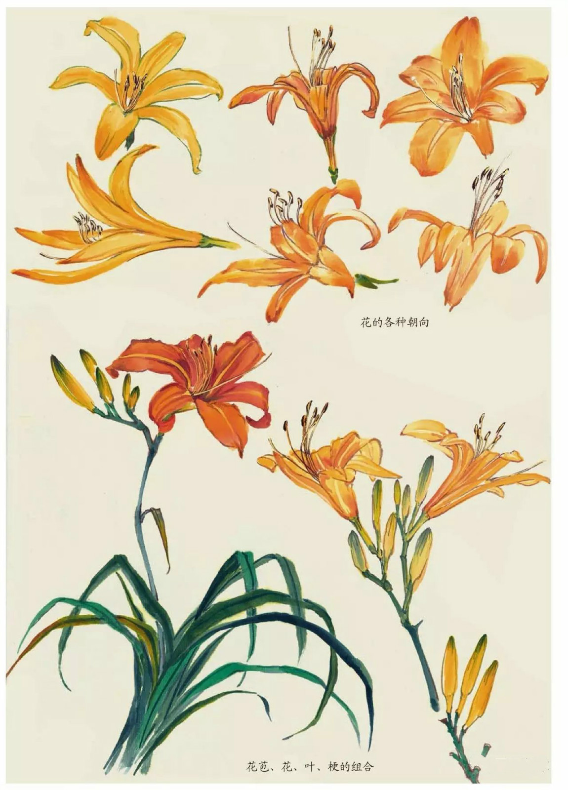 國(guó)畫技法：超詳細(xì)的國(guó)畫各種花卉畫法大全!