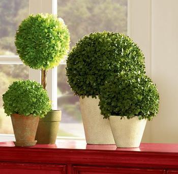 這些室內(nèi)擺放植物的風(fēng)水禁忌，你知道嗎？