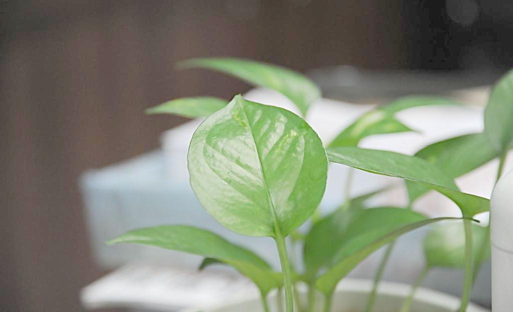 辦公室植物也有風(fēng)水禁忌？？？