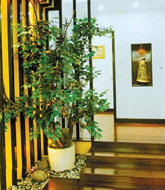 這些家居植物擺設風水禁忌，你知道嗎？