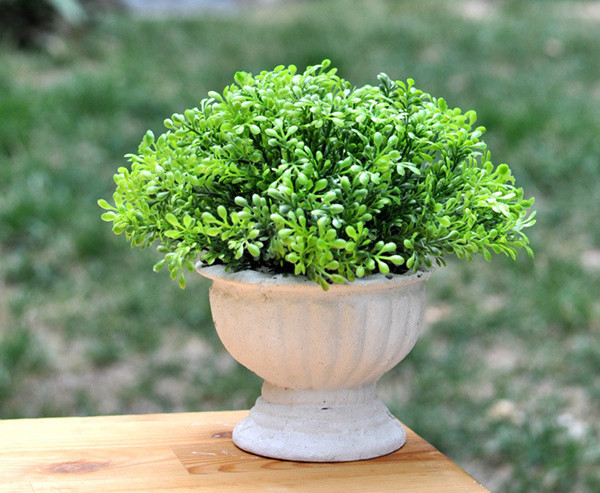 家庭植物也有風(fēng)水禁忌，真是奇葩！??！