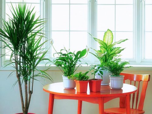 你知道家里放植物的風(fēng)水禁忌嗎？？？