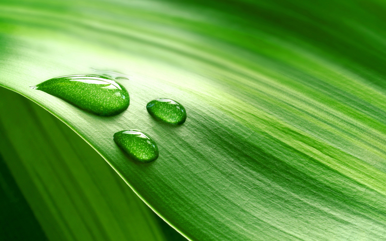 震驚！?。≡瓉矸块g風(fēng)水植物擺放也有宜忌與選