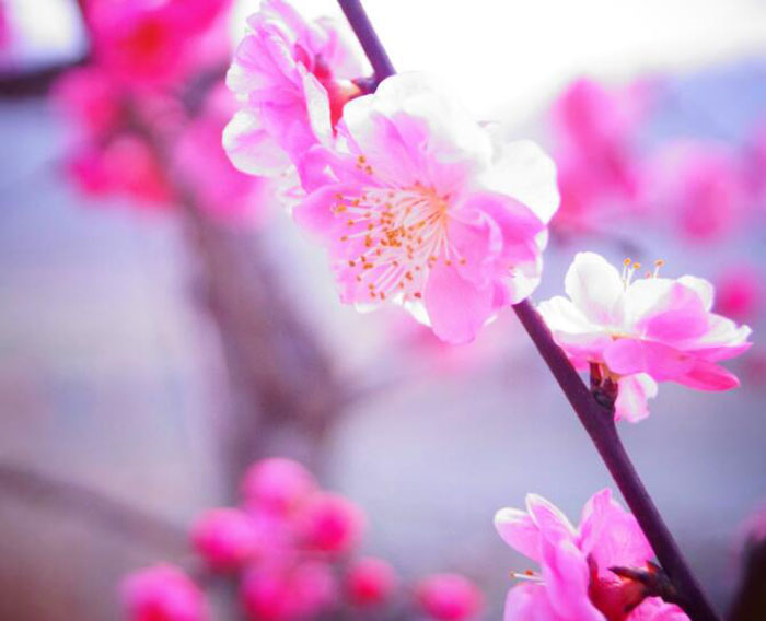 化解桃花劫，就靠這些風水學