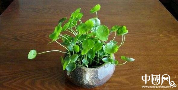 家居中的植物擺設(shè)風水