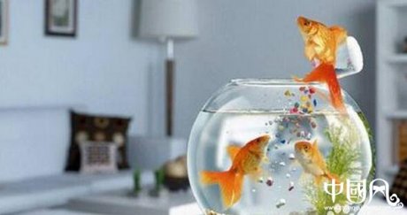 家中擺設(shè)魚缸的風水講究