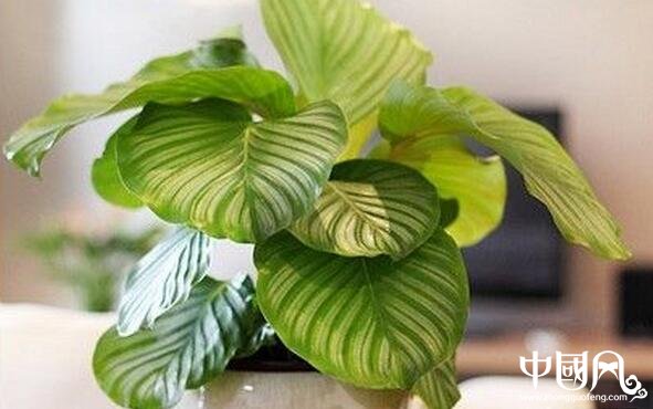 植物的風水象征